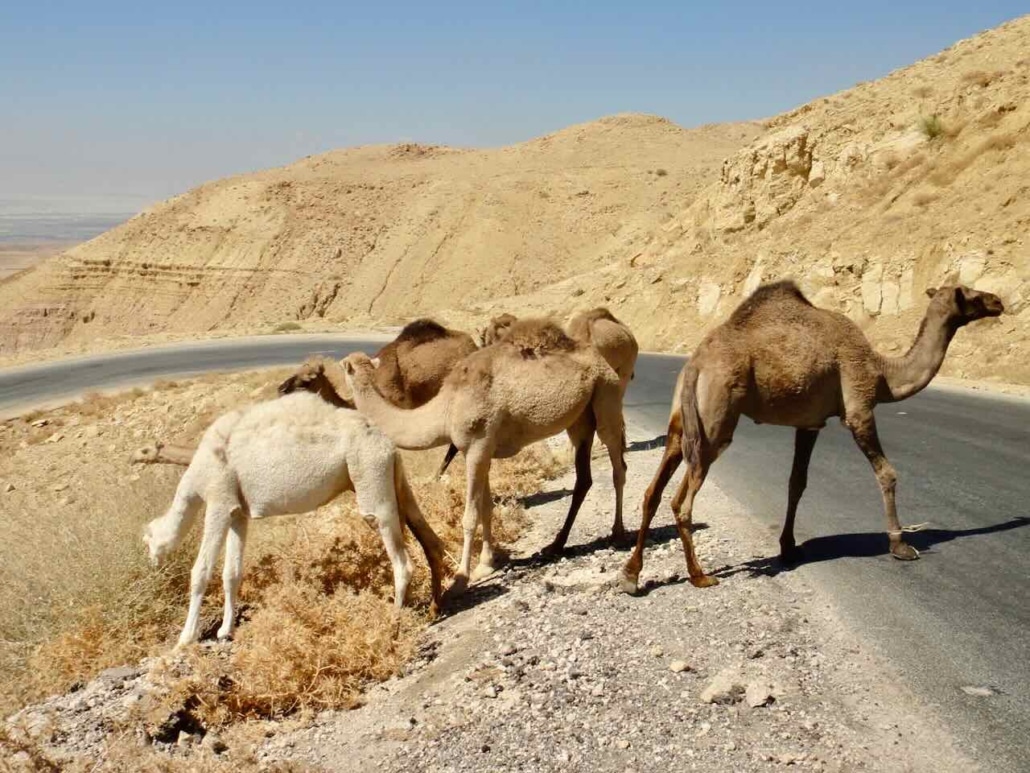 Kamele bei Straßenüberquerung